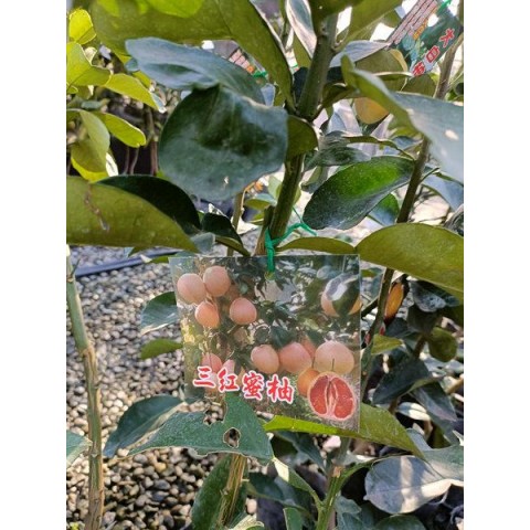 三紅蜜柚