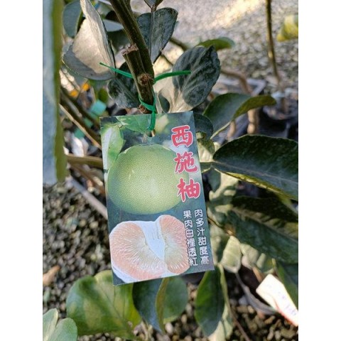 西施蜜柚
