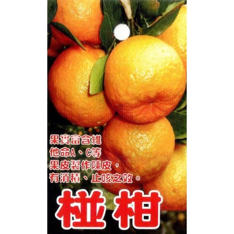 椪柑