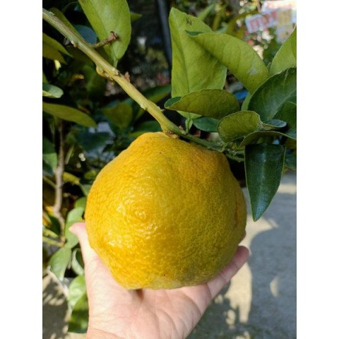 虎頭柑(年柑)