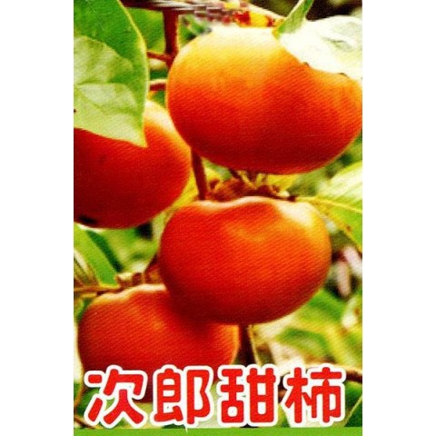 次郎甜杮