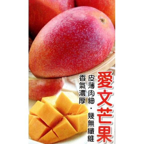 愛文芒果