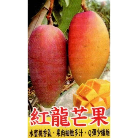 紅龍芒果