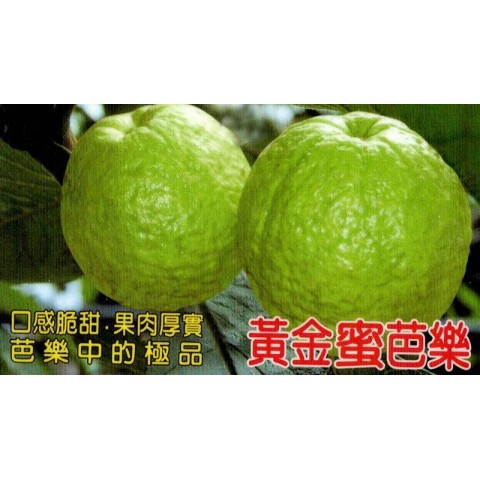 黃金蜜芭樂