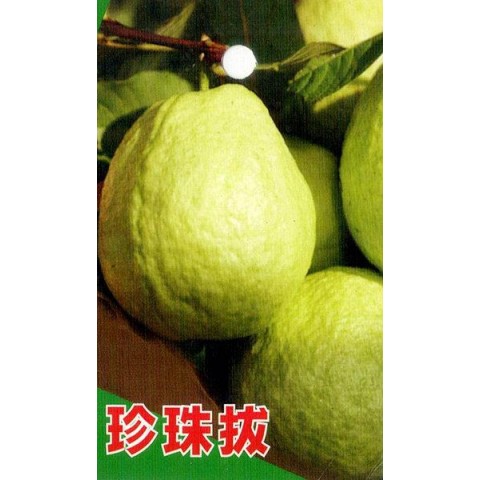 珍珠芭樂