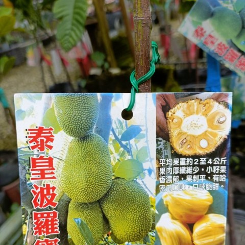 泰皇波羅蜜