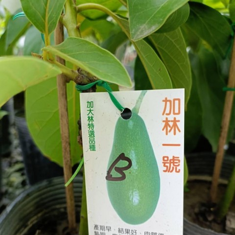 加林1號酪梨-早生B花