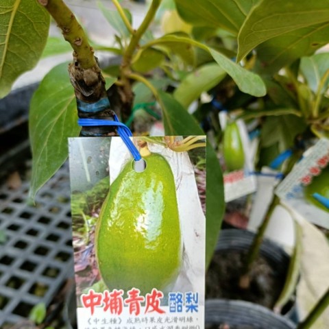 青皮酪梨-中生A花