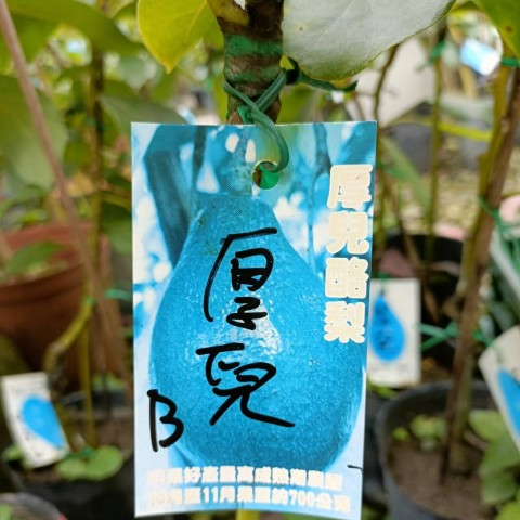 厚兒酪梨-晚生B花
