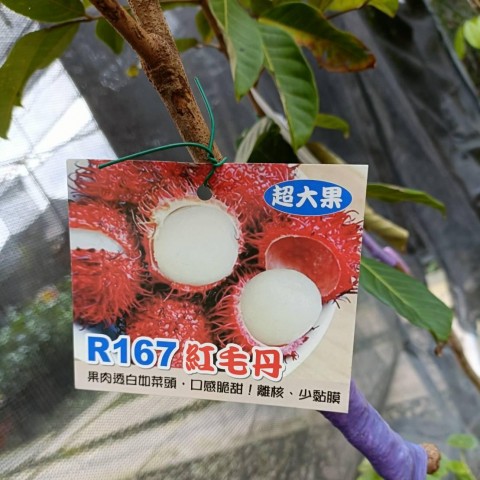 R167紅毛丹