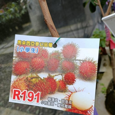 R191 紅毛丹