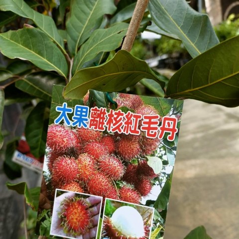 大果離核紅毛丹