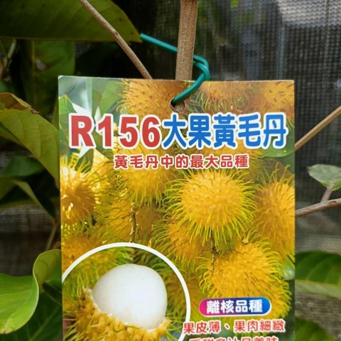 R156黃毛丹