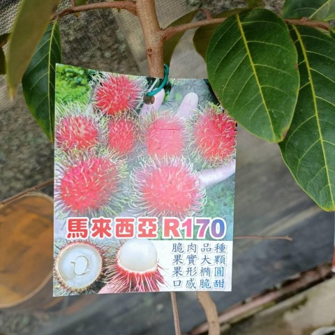 R170紅毛丹