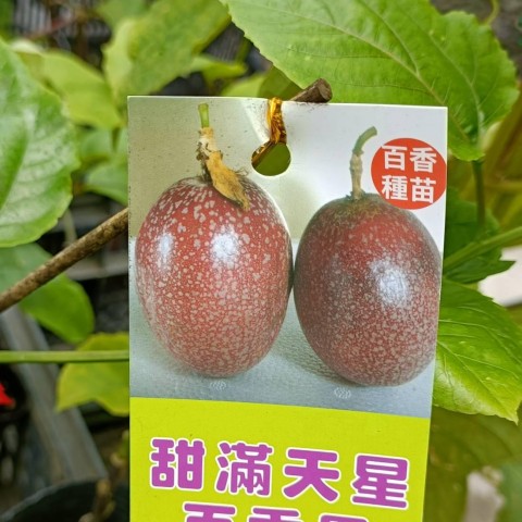滿天星百香果