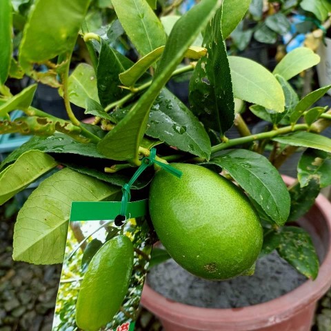 香水檸檬