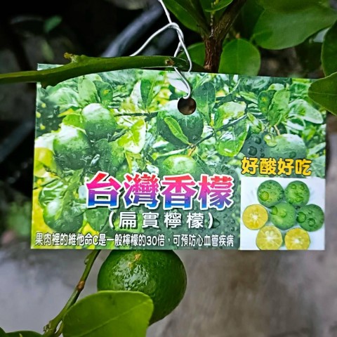 扁實檸檬(香檬)