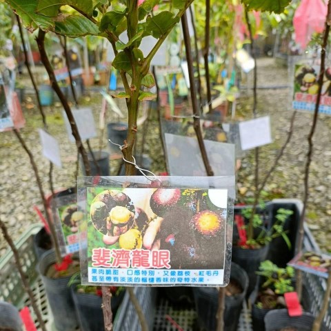 斐濟龍眼