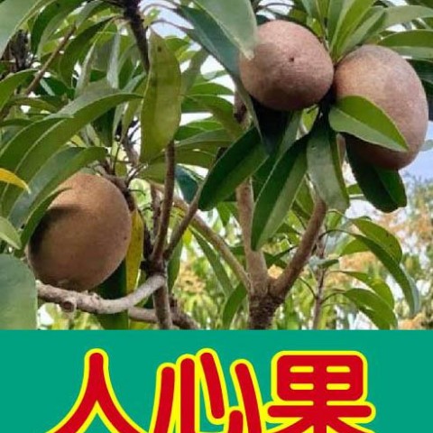 人心果(查某李)