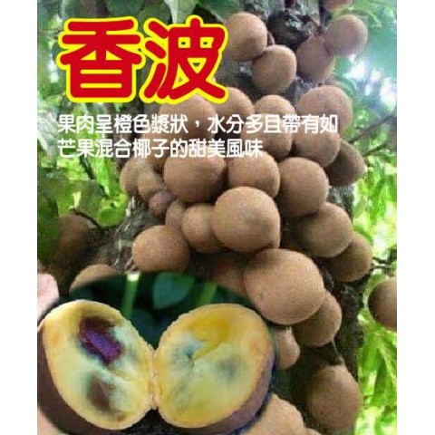 香波