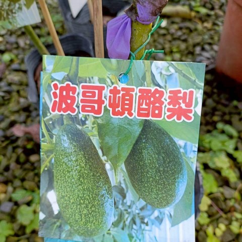 平克頓=波哥頓酪梨-晚生A花