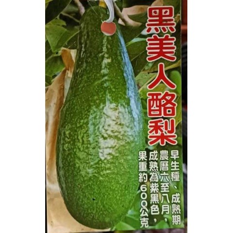 黑美人酪梨-早生A花