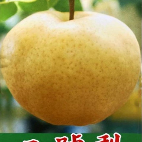 二號梨