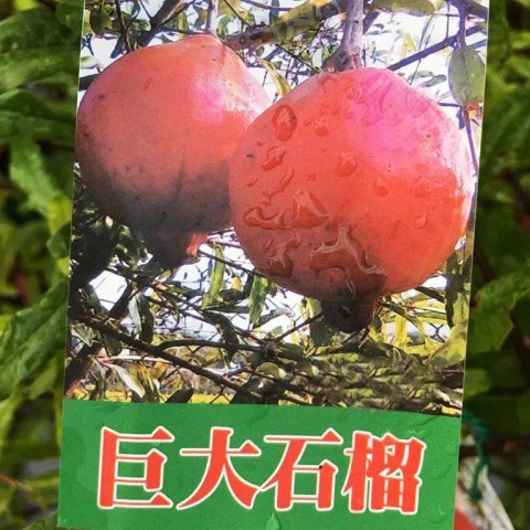 紅石榴系列