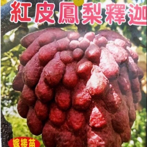 紅皮鳳梨釋迦