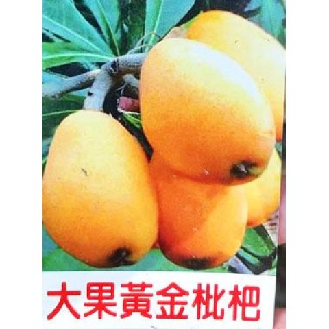 大果黃金枇杷