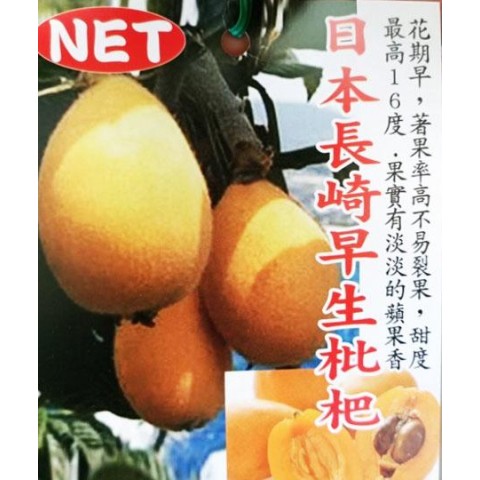 長崎枇杷