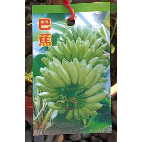 香蕉系列-巴蕉