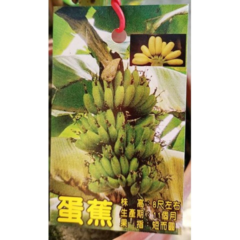 香蕉系列-蛋蕉