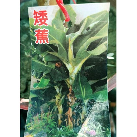 香蕉系列-矮蕉