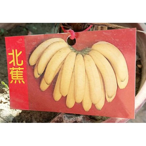 香蕉系列-北蕉
