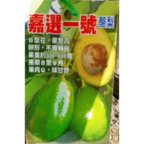 嘉選1號酪梨-中生B花