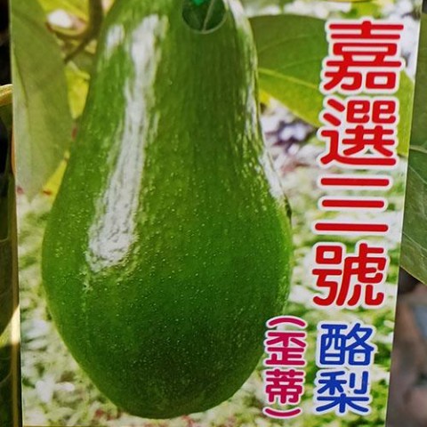 嘉選3號酪梨-中生A花