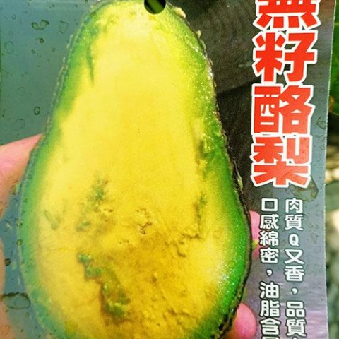 無籽酪梨-新品種