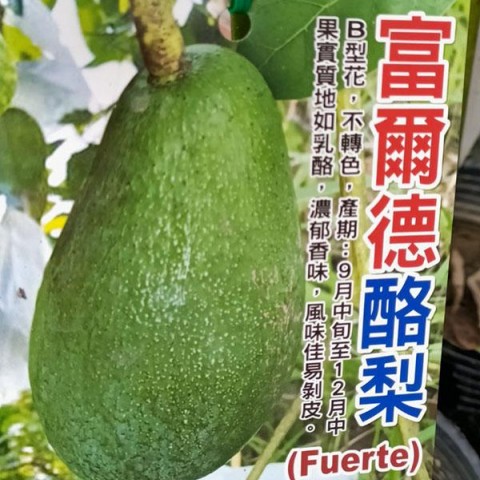 富爾德酪梨-晚生B花