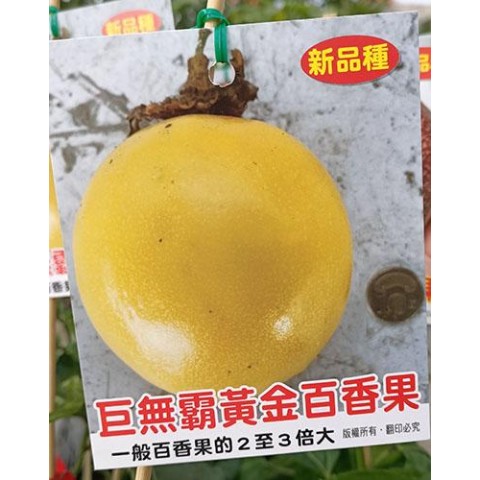 巨無霸百香果-黃金