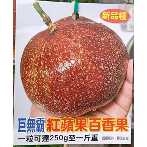 巨無霸百香果-紅蘋果