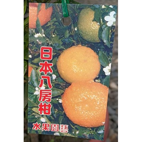 日本八房柑