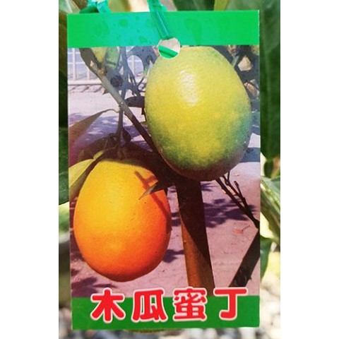 柑橘-木瓜蛋丁