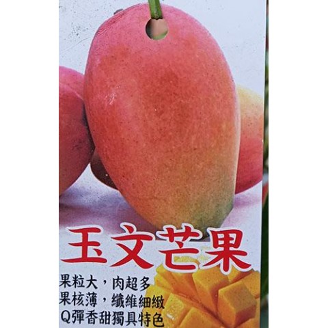 玉文芒果