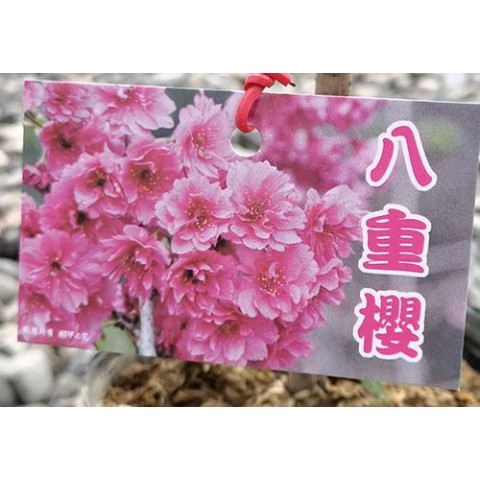 櫻花-八重櫻