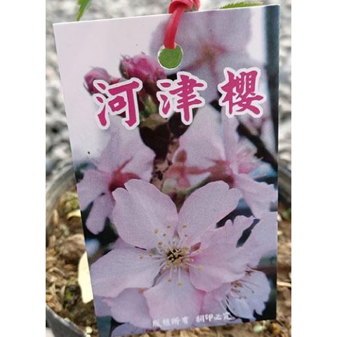櫻花-河津櫻