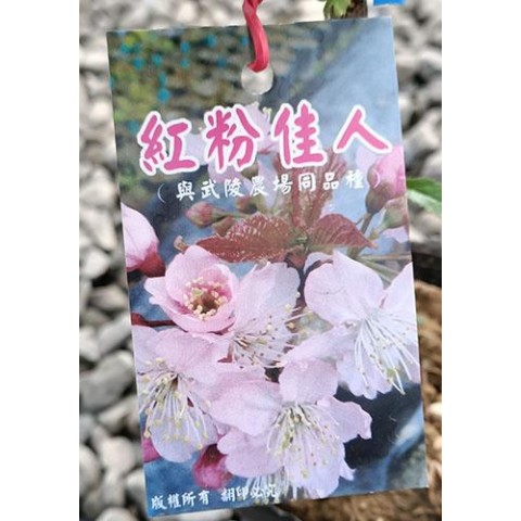 櫻花-紅粉佳人