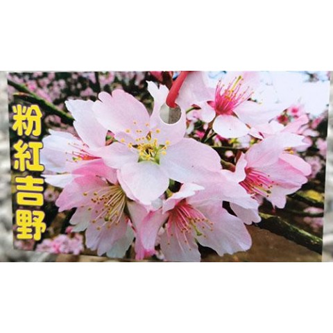 櫻花-粉紅吉野櫻