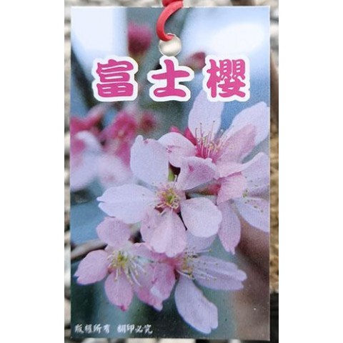 櫻花-富士櫻
