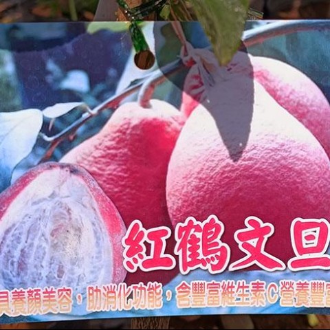 紅鶴文旦